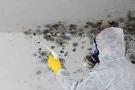 Professional Mold Removal & Remediation in Walnut Grove, CA